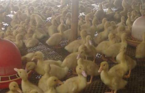 肉鸭养殖如何节省饲料？