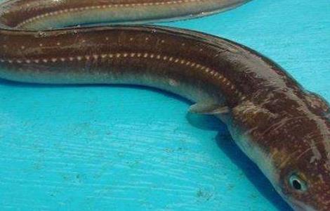 鳗鱼常见疾病及防治