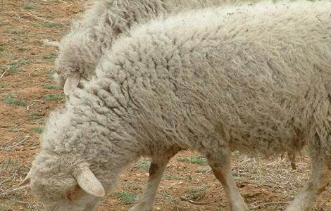 羊瘟的症状与防治