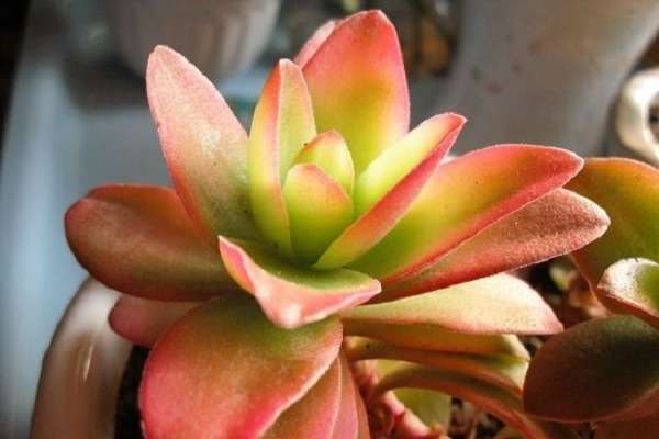 多肉火祭侧芽怎么处理 可以用来扦插吗？