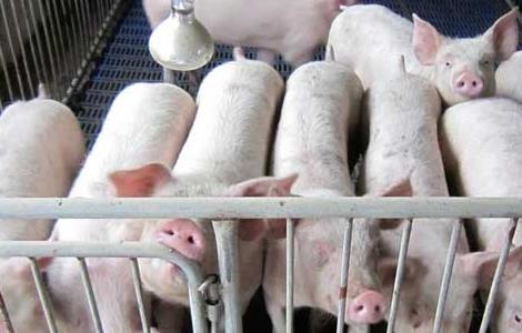 生猪多大出栏养殖效益最大？