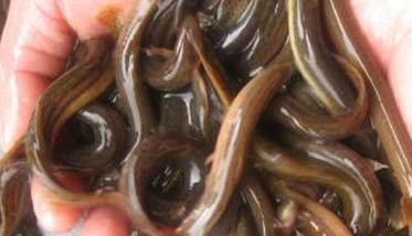 泥鳅有哪些常见病害 泥鳅病害防治技术要点