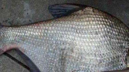 秋天钓鳊鱼是钓底还是钓浮