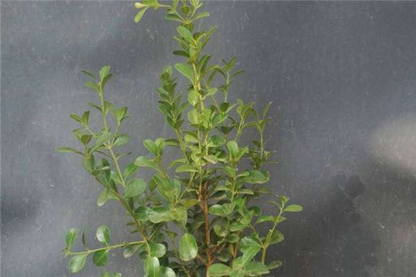 小叶黄杨怎么养 方法是什么？