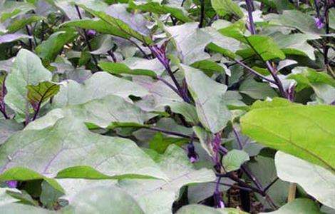 茄子猝倒病的防治多久？