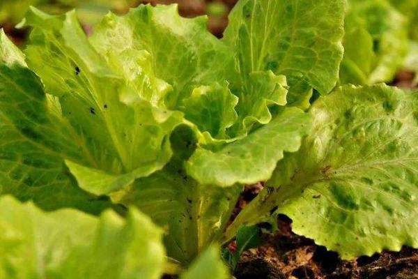 生菜种植时间 四季都可以种