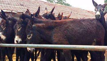 肉驴的一般饲养原则 成年肉驴快速催肥技术