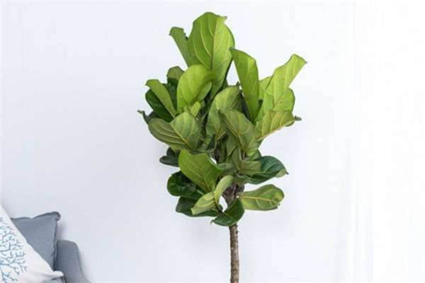 琴叶榕怎样掐顶 方法是什么？