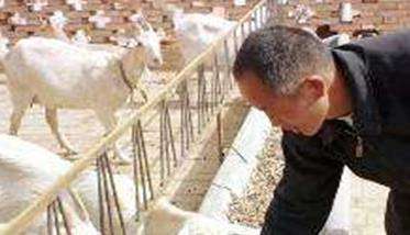 如何掌握舍饲养羊技术