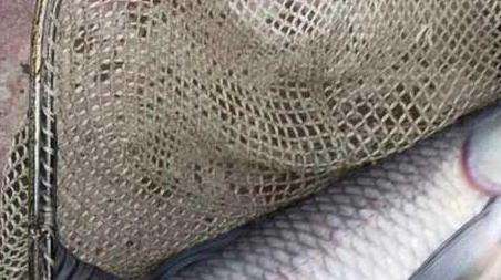 钓青鱼技巧及注意事项