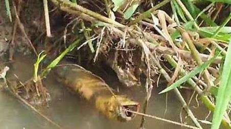 钓黄鳝找洞教程及作钓技巧