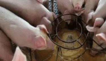 仔猪人工乳的配制方法与饲喂多久?