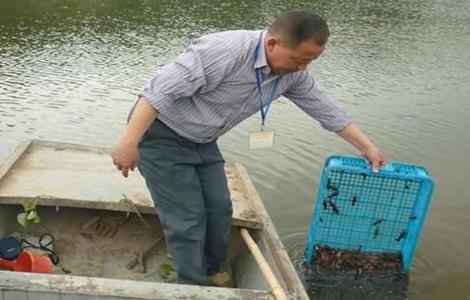 养殖小龙虾的具体流程