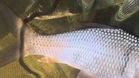 秋冬野钓技巧及注意事项