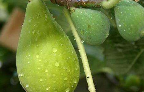 中国无花果产地有哪些？