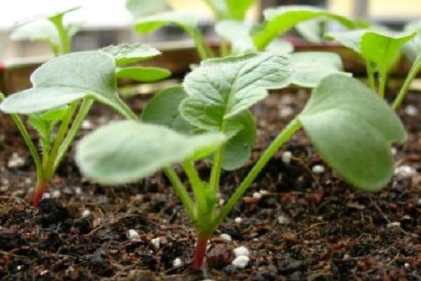 植物烂根最好的处理方法是什么？