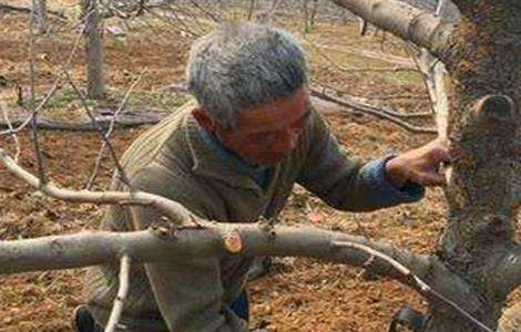 果树刮皮注意事项