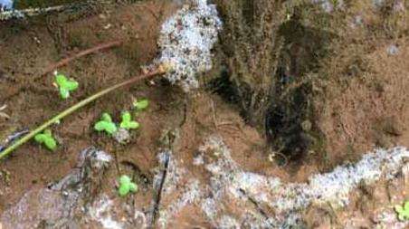 新手钓黄鳝洞怎么找