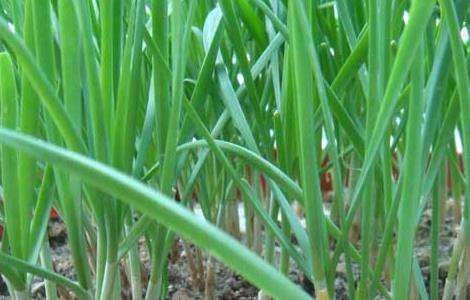 韭菜的种植技术