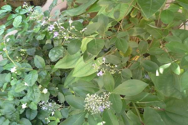 植物过敏怎么办 防治过敏的多久？