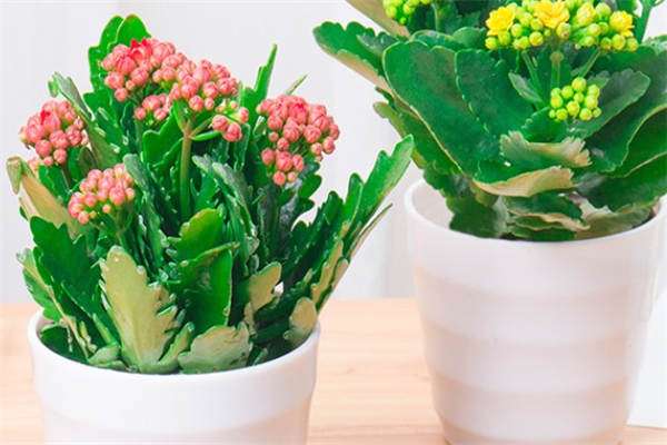 长寿花花期可以修剪叶子吗 方法是什么？