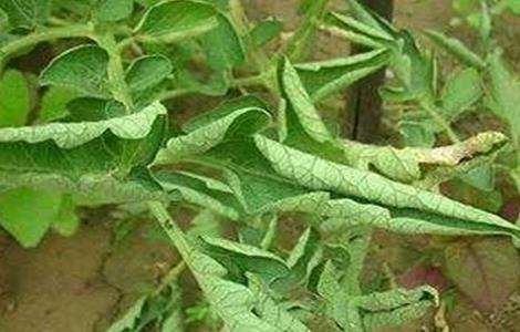 番茄卷叶的原因及防治多久？