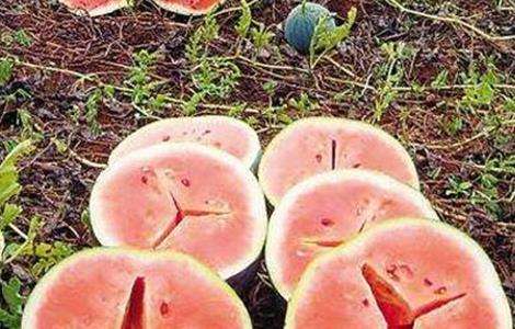 西瓜空心的原因及预防多久？