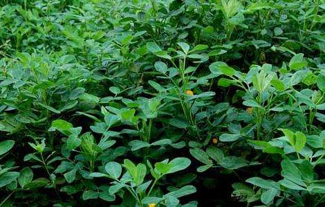 花生种子价格及种植多久?
