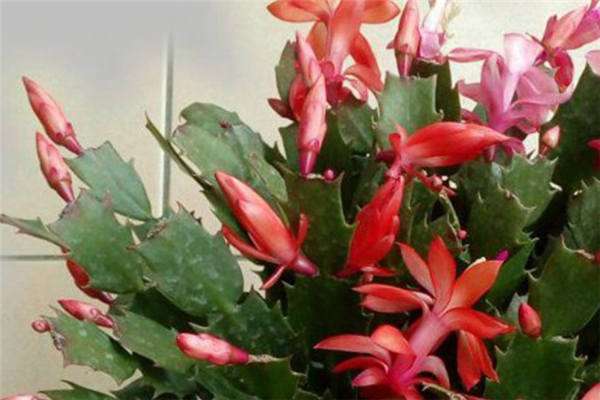 蓝色蟹爪兰是怎么回事 具体情况是什么?