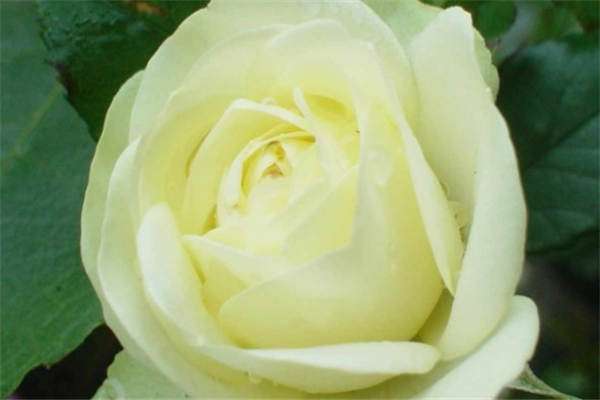 奶油龙沙月季优缺点有哪些？