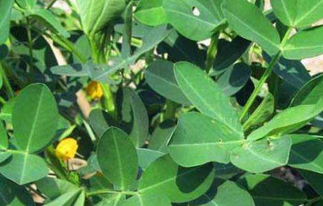 花生种子价格及种植多久?