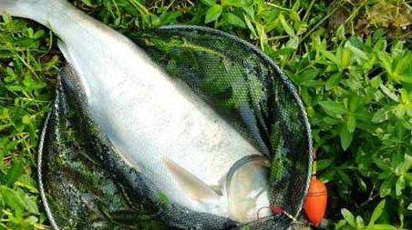 鲢鳙钓组安装方法有哪些？