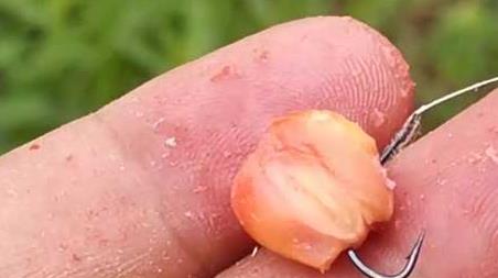 玉米挂钩方法及作钓技巧