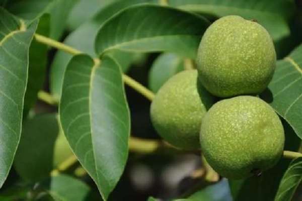 核桃树黄叶枯萎为什么 原因有哪些？