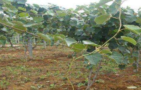 猕猴桃什么时候施肥 猕猴桃施肥多久?