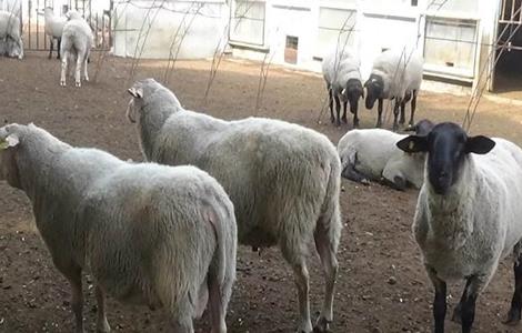 种羊淘汰后怎么育肥