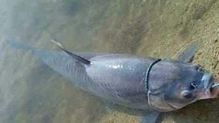 钓青鱼技巧及注意事项