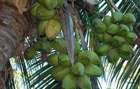椰子种植的注意事项