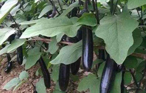 茄子猝倒病的防治多久？