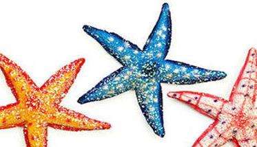 海星吃什么食物 海星的捕食多久？