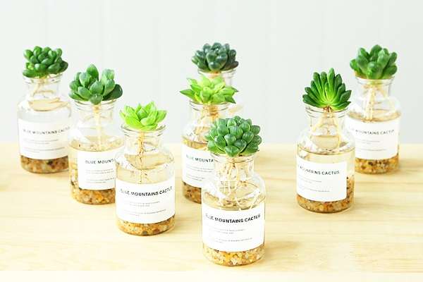 玉露多肉可以一直水培吗 水培的时候需要注意什么？