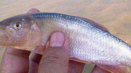 钓马口鱼的技巧和多久？