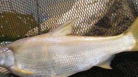 钓黄尾鱼的技巧及注意事项