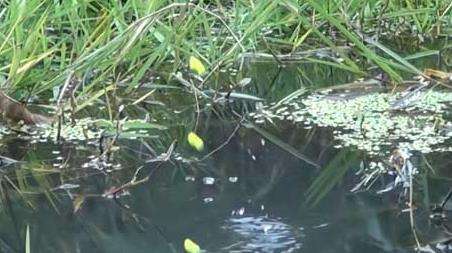 七星漂如何判断鱼上钩了