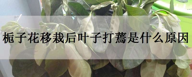 栀子花移栽后叶子打蔫是什么原因？