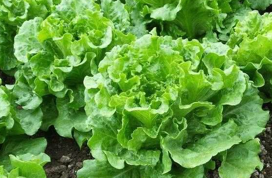 10月可以种植哪些蔬菜 应该注意些什么？