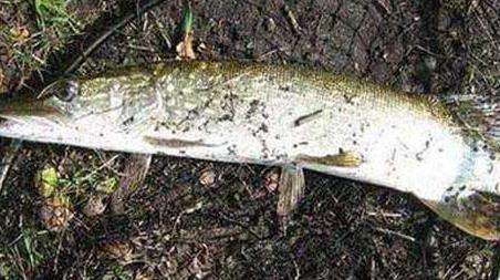 路亚狗鱼最佳时间和技巧