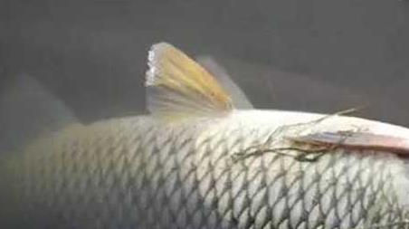 钓草鱼怎么选钓位