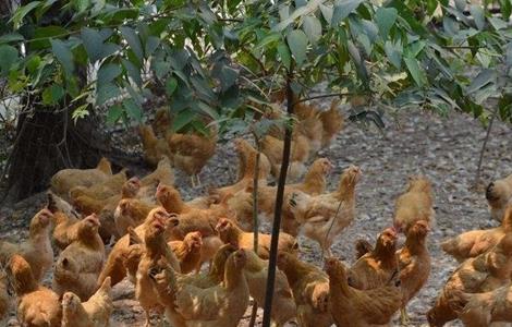 散养鸡的养殖多久？
