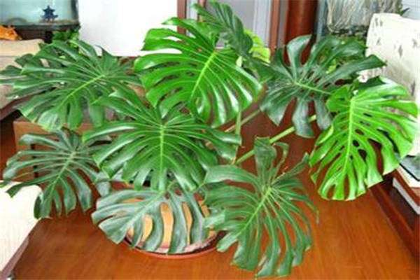 龟背竹的黄叶从哪里剪 修剪方法是什么?